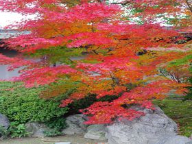 圧巻の枝垂れ梅で有名な京都「城南宮」は紅葉も見応え抜群！
