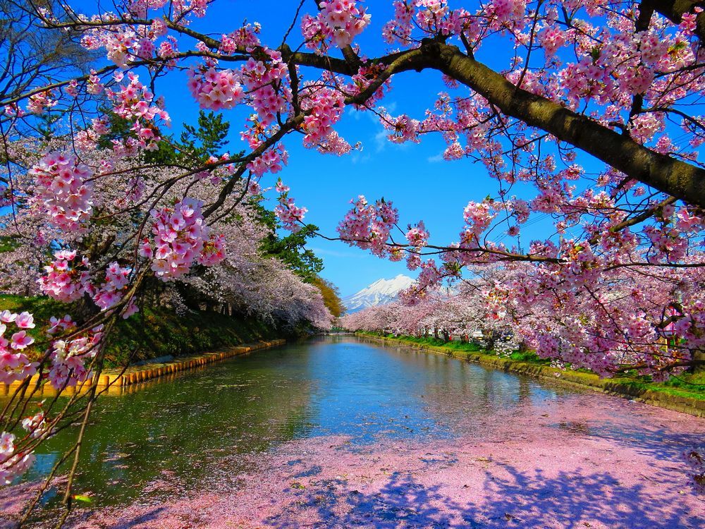 青森の桜はGW頃こそ見ごろ！壕まで桃色になる「弘前城」で岩木山も眺めよう