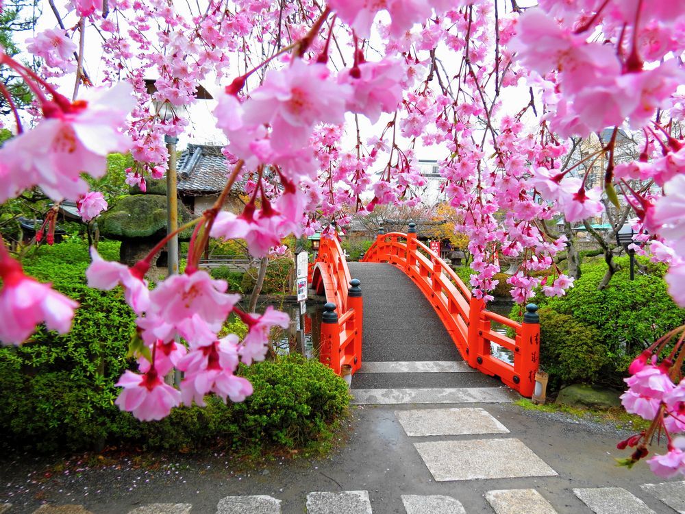 桜と法成橋