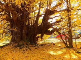 �X�����˒��̍g�t�ό��͏�Ղ�����(�C�`���E)�U��I�̋L���T���l�C��