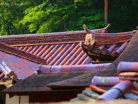 ROό͋ՒJwZցI̍uL{Yꍆ̋LTlC