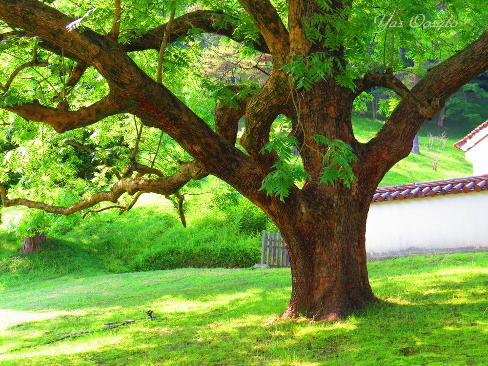 閑谷神社の佇まいと見事な楷の木