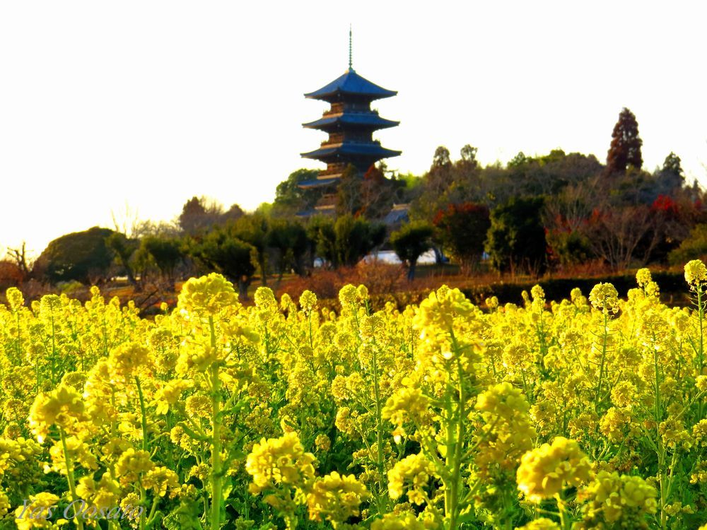 岡山総社観光は備中国分寺で菜の花、夕陽、ライトアップ