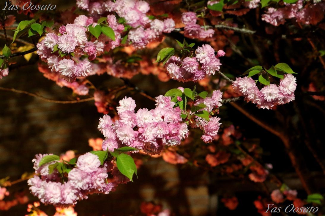造幣局の桜の歴史