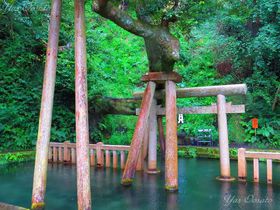 ̃p[X|bgE_{̎svcƌEˌm`̋̕LTlC