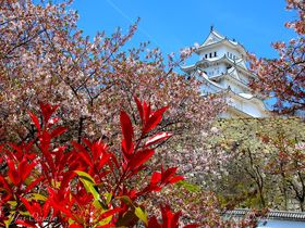 世界遺産・国宝の姫路城は春がお勧め！桜と純白の城