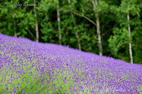 ͓xǖ색x_[̃t@[xcIΖʂƒ̈قȂ̋LTlC