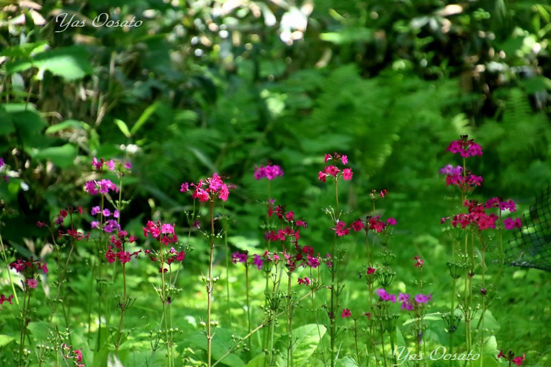 �u�F�z�̑�v�܂ł͂S�O�O���[�g��