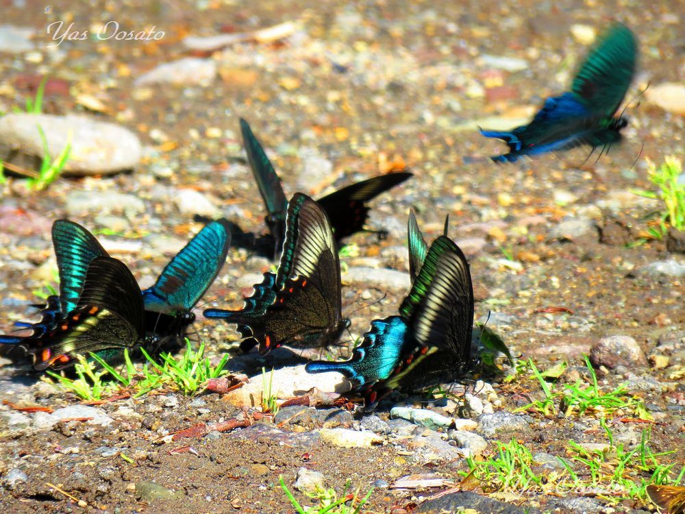 ���P�r�W�^�[�Z���^�[��������ĂT���u���P�̊ԟ[��v