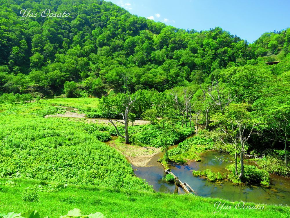 �F�z�̑�܂ŕ��������R�R�S������������