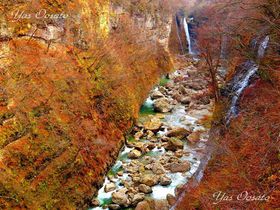 98�x�̑啬���I�H�c�̍g�t�ό��́u�������v�U��Ƒ����̋L���T���l�C��