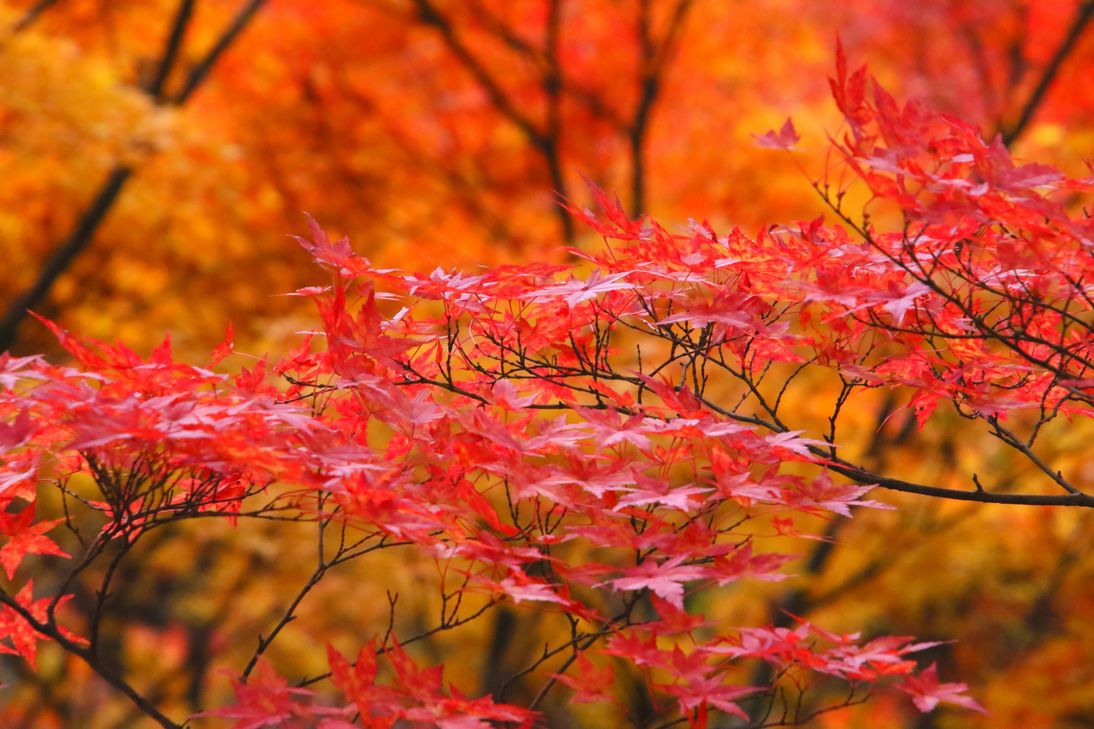 岡山観光は紅葉が凄い「柳橋展望広場」と必見の赤橋「宇甘渓」