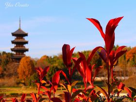 岡山総社観光は備中国分寺へ！紅葉の五重塔と周辺散策