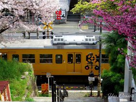春の尾道・古寺めぐりコースから千光寺公園へ！坂道と桜を楽しもう