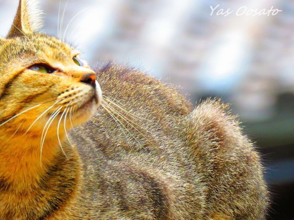 福山市 鞆の浦 で猫 猫 猫 円福寺前の石段は猫の聖地 広島県