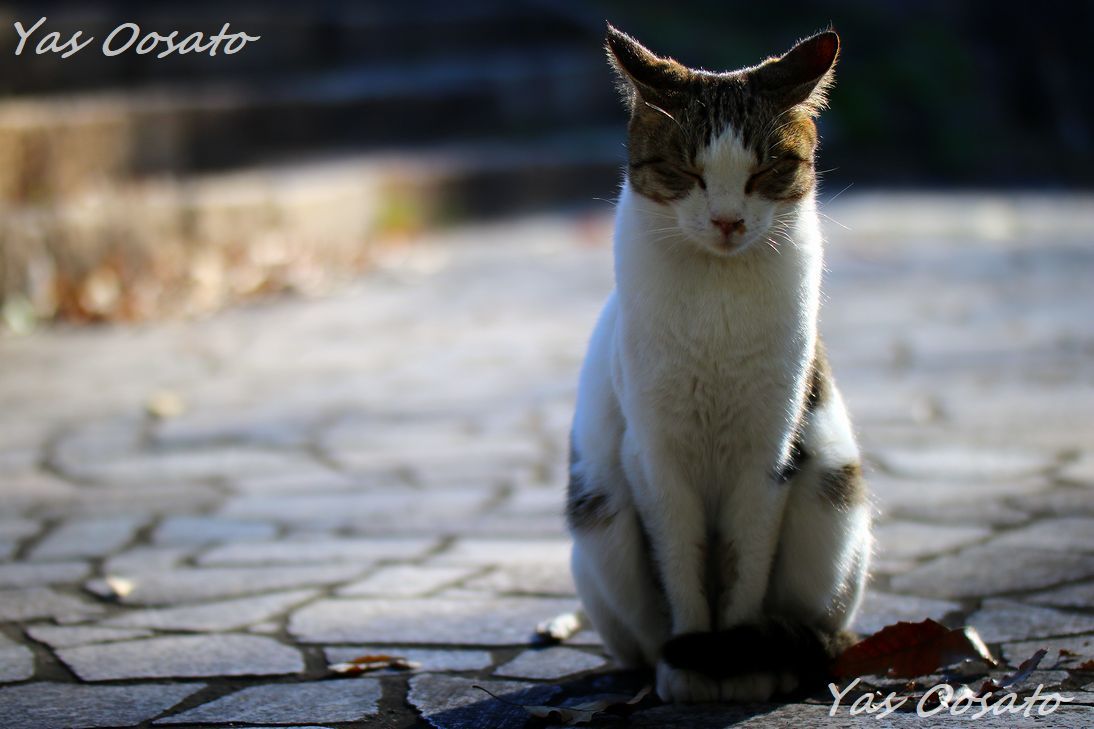 福山市 鞆の浦 で猫 猫 猫 円福寺前の石段は猫の聖地 広島県 トラベルjp 旅行ガイド