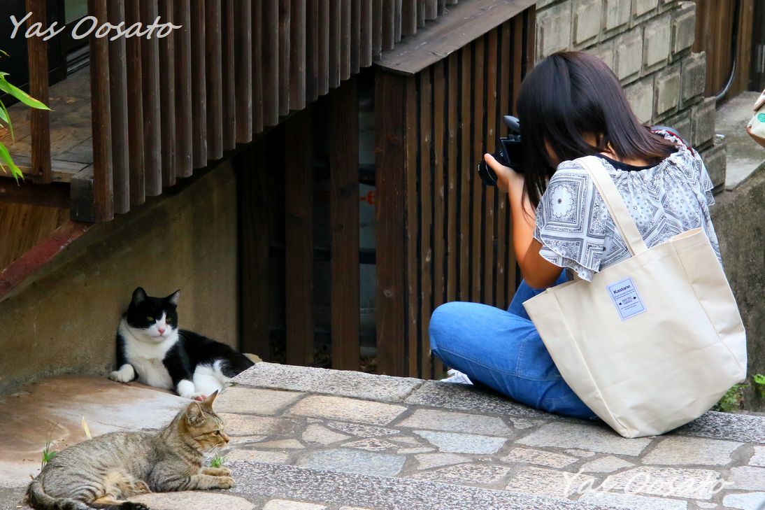 福山市 鞆の浦 で猫 猫 猫 円福寺前の石段は猫の聖地 広島県 Lineトラベルjp 旅行ガイド