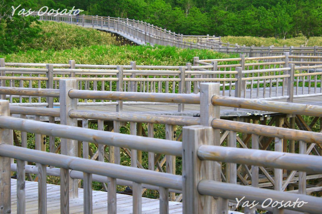 �߂�̍��˖ؓ�