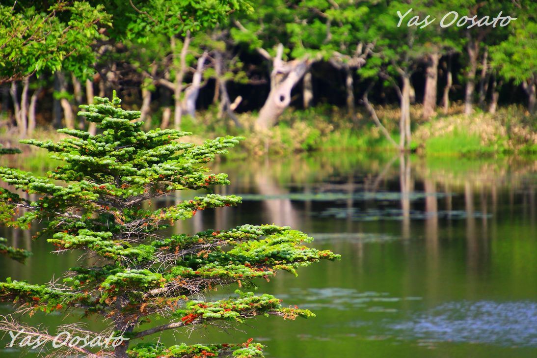 北海道世界遺産 知床五湖 観光で無料の高架木道からの美しさ 北海道 トラベルjp 旅行ガイド