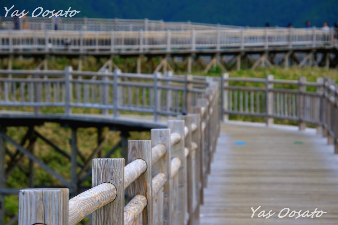 �߂�̍��˖ؓ�