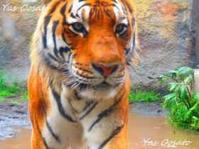 A[gɑڋ߁IRŃtNÊтy̋LTlC