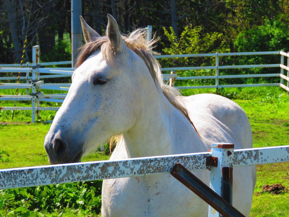 青森県の真っ白な尻屋崎灯台で「寒立馬」と遊ぼう | 青森県 | トラベル