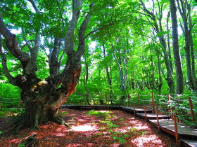 ブナの巨樹「あがりこ大王」も！秋田・中島台レクリエーションの森
