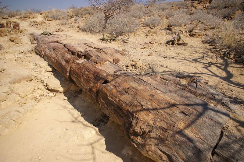 ナミビアで必見！「化石の森」悠久の時を超えて化石になった木と2千年生きる植物