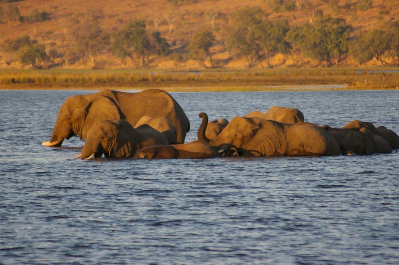 ボツワナ「チョベ川ボートクルーズ」水辺でしか見られない動物を見るならここ！！