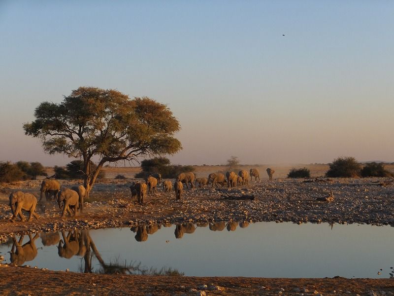 ナミビアのサファリはエトシャ国立公園の宿泊施設で快適に！