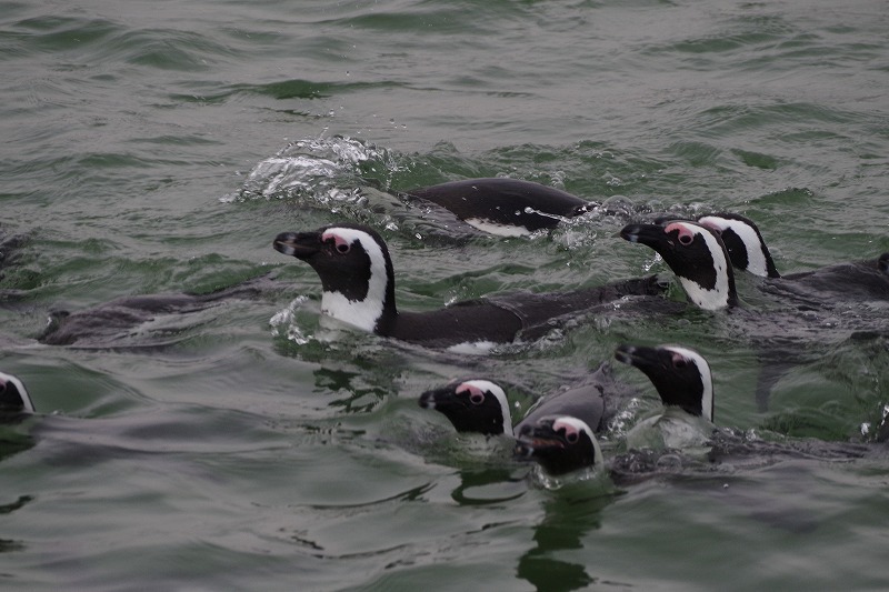 自然のペンギンを見るボートツアー