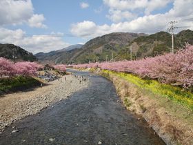 春を先どり！河津桜と菜の花じゅうたんが彩る河津と南伊豆を巡る旅
