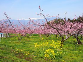 山梨県「笛吹市桃源郷春まつり」春の陽気に誘われて日本一の桃源郷を愛でる