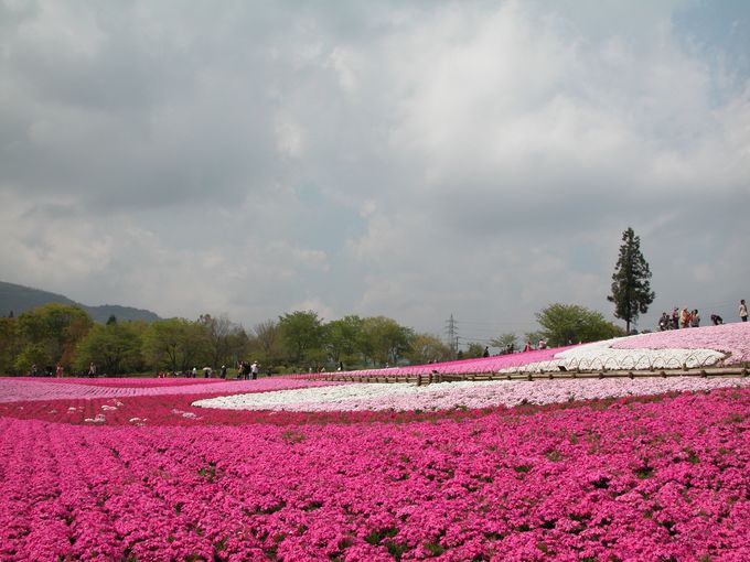 ピンクの絶景が凄まじい！ダイナミックな芝桜の絨毯「羊山公園」（埼玉）
