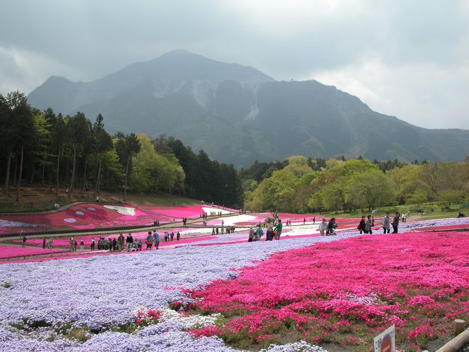 雄大な武甲山と美しい芝桜のコラボレーションに感動