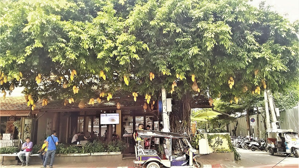 bg`FfBA𒭂߂Ȃ}S[̖؂̉ŃJNe