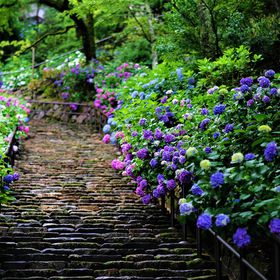 �ޗǂ̉Ԃ̖����I��i�E���J���̉�L�Ɩ{�����猩��l�G�̎��R���̋L���T���l�C��