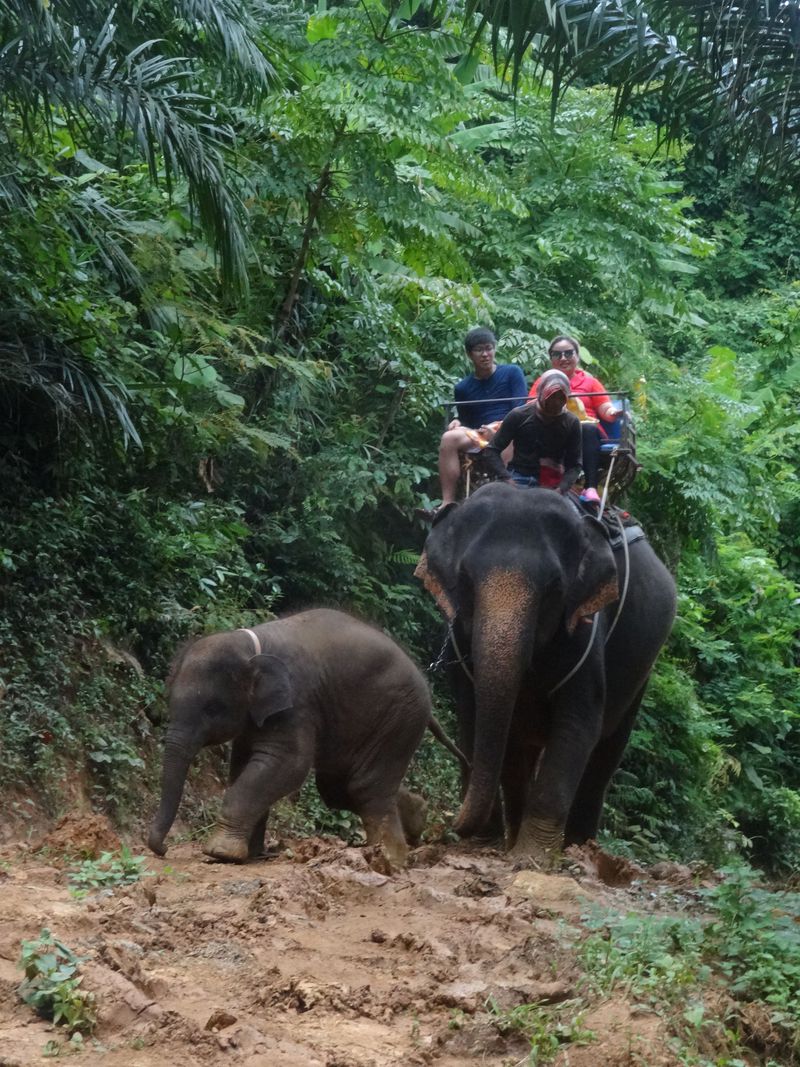 オフロードでエレファントライドを楽しもう！タイ・クラビのジャングルで出会う人懐っこい象たち