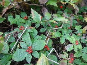 1DAYoRŐlCuĊxv` R쑐ɍs̋LTlC