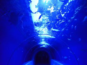 日本でここだけの地下水族館　岩手・久慈「もぐらんぴあ」へ"かめ吉"に会いに行こう！