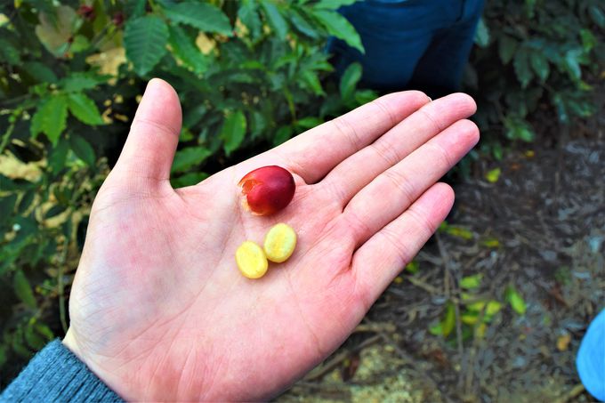 ����ό��n�y8�z�t�B���f���t�B�A�R�[�q�[�_���^�A���e�B�O�A