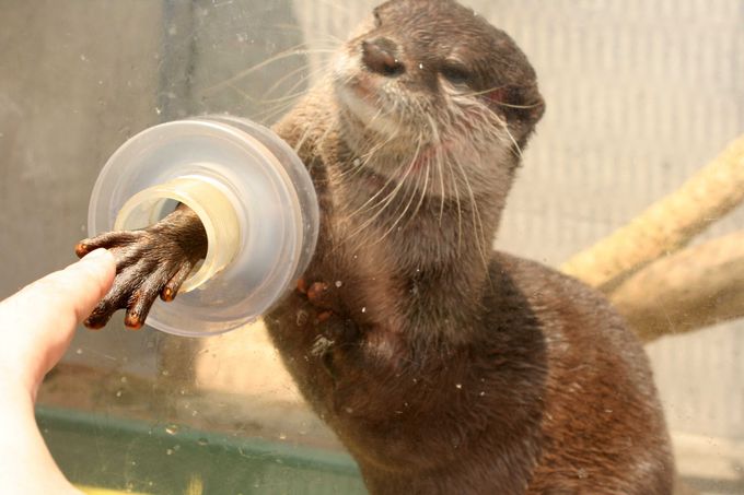 一度会ったら忘れられないコツメカワウソと握手しよう 京急油壺マリンパーク 神奈川県 トラベルjp 旅行ガイド