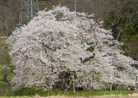 Ì܍uΕvy߂Îᏼ́uɂXvŉԎŰLTlC