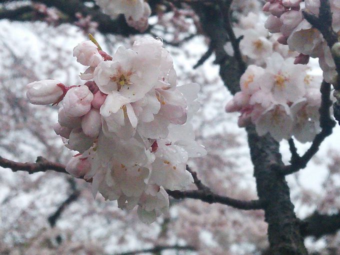 大河ドラマ「八重の桜」のオープニングを飾った「石部桜」