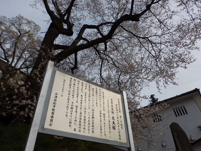 飯盛山麓の老樹「太夫桜」