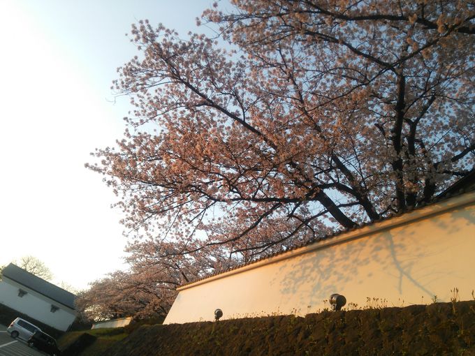会津武家屋敷の白壁沿いの桜