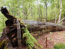 �u���R��s�E�����������v���E�Ɍւ�u�i�Ɉ͂܂ꂽ���l�X�R �G�R�p�[�N�̋L���T���l�C��