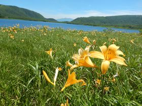 �Y�����i�������k�������j�Ŏ��������F�ɍʂ�j�b�R�E�L�X�Q�̋L���T���l�C��