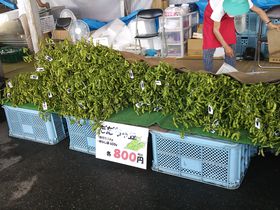 �̂ꂽ�Ċ��Ԍ���I�߉������g���R�������ᓤ�h���u��򒼔����v�ł̋L���T���l�C��