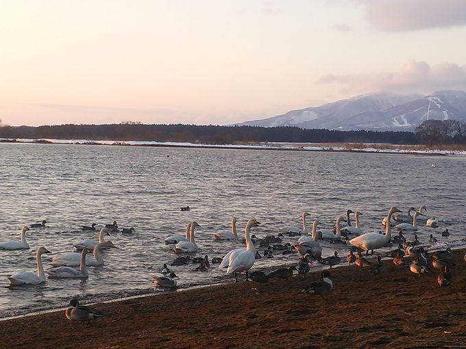 磐梯山をバックにした志田浜湖面には多くの白鳥が！